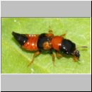 Oxyporus rufus - Roter Buntkurzfluegler 01a 9mm.jpg